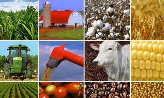 Valor da Produção Agropecuária é de R$ 563,5 bilhões