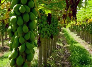 Papaya Brasil 2024 divulga programação e abre inscrições