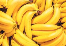 Mapa elabora plano preventivo para evitar ingresso de nova praga que afeta bananeiras