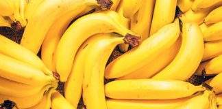 Mapa elabora plano preventivo para evitar ingresso de nova praga que afeta bananeiras