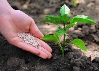 Volume de fertilizantes entregues cresceu 7,1% no 1º semestre deste ano