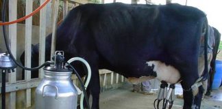 II Seminário de Pecuária de Leite do Norte e Noroeste do ES