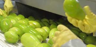 Rentabilidade do mamão pode seguir positiva em setembro