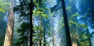 Plenário aprova incentivo à produção florestal