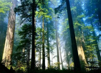 Plenário aprova incentivo à produção florestal