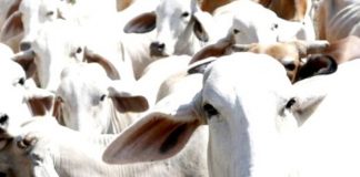 Novas regras para exportação de animais vivos são publicadas no Diário Oficial