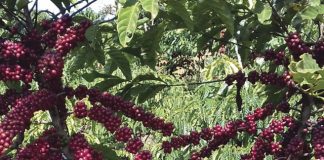 Rondônia inicia colheita do café canéfora
