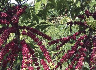 Conilon produzido em altitude surpreende pela qualidade