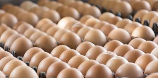 Maior oferta de ovos pode pressionar cotações em 2024
