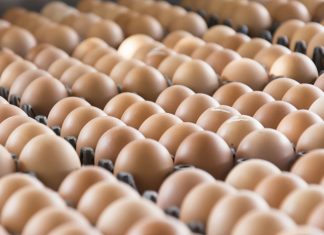 Maior oferta de ovos pode pressionar cotações em 2024