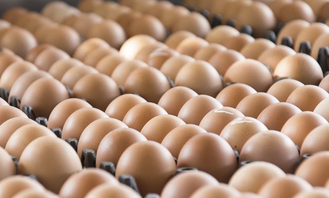 Santa Maria de Jetibá é o maior produtor de ovos do Brasil, segundo IBGE