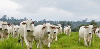 Recadastramento de animais segue até 30 de novembro