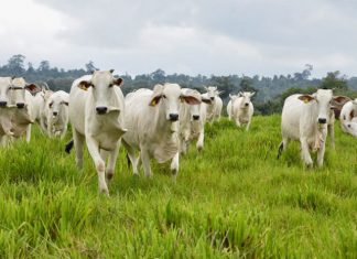 Agropecuária ficou estável no trimestre mas em 12 meses cresceu 2%