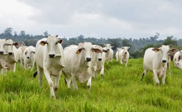 Recadastramento de animais segue até 30 de novembro