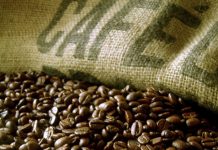 Área utilizada com cultivo do café robusta no Brasil ocupa apenas 375 mil hectares em 2018