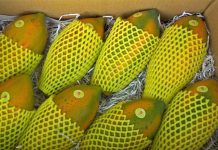 Exportações de mamão superam as de 2017 em agosto