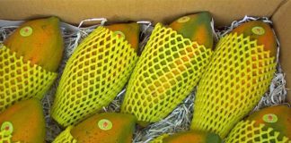 Exportações de mamão superam as de 2017 em agosto