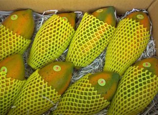 Exportações de mamão superam as de 2017 em agosto