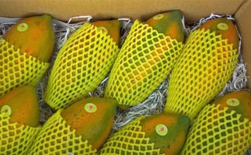 Exportações de mamão superam as de 2017 em agosto