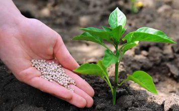 Commodities em alta, enquanto fertilizantes apertam