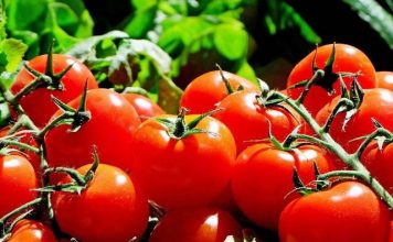 Queda nos termômetros aquecem mercado de tomate