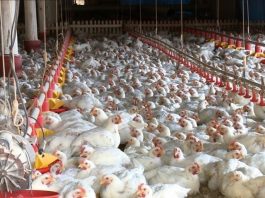 Frango: após quatro meses em queda, médias avançam em setembro