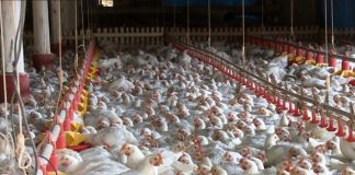 Embarques de carne de frango continuam apresentando o melhor desempenho de todos os tempos