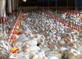 AVES reforça orientações sobre a Influenza Aviária para produtores e RT’s