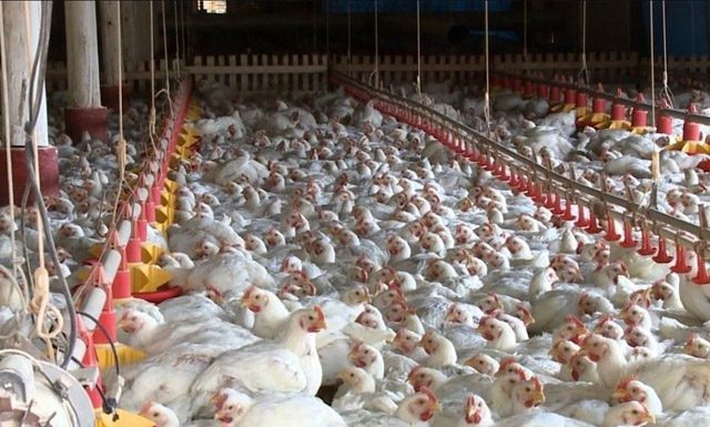 Embarques de carne de frango continuam apresentando o melhor desempenho de todos os tempos