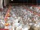 AVES reforça orientações sobre a Influenza Aviária para produtores e RT’s