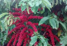 Produção de café conilon aumenta na safra 2018/2019