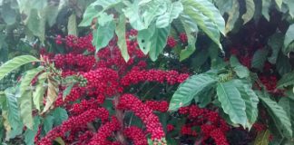Produção de café conilon aumenta na safra 2018/2019