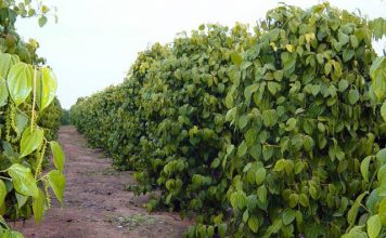 Cálculos da produção de café, pimenta, banana e inhame são realizados no ES