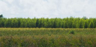 Produção de celulose no Brasil cresce 4,9% no 3º tri, mostra Ibá