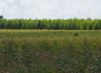 Setor florestal atinge US$ 2 bilhões em exportações