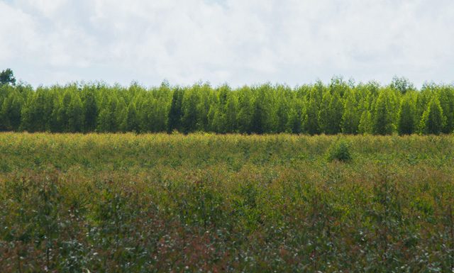 Produção de celulose no Brasil cresce 7,5% no 3° tri