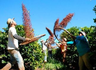 Ales homenageia profissionais ligados à produção de café