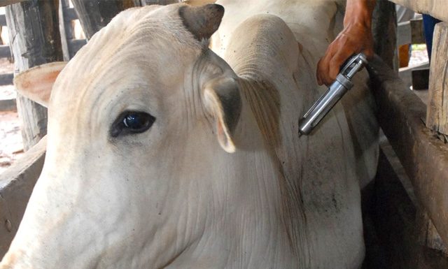 Começa em novembro nova etapa de vacinação contra aftosa