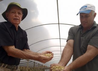 Itália se torna novo mercado dos cafés especiais da Coopeavi