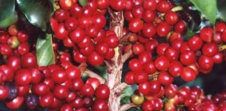 Melhor café brasileiro será anunciado no próximo domingo