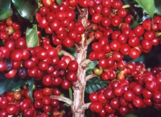 Melhor café brasileiro será anunciado no próximo domingo