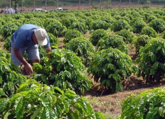 I Mostra Tecnológica de Cafés Especiais de Ibitirama será nesta sexta-feira (19)