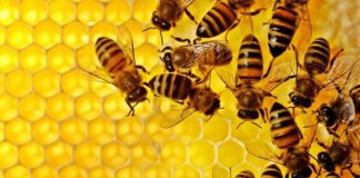 Inauguração: “Casa do Mel” em Viana fortalece a apicultura no município