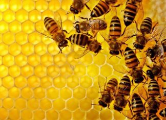 Inauguração: “Casa do Mel” em Viana fortalece a apicultura no município