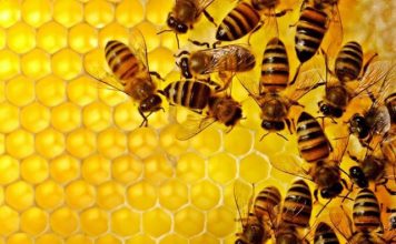 Inauguração: “Casa do Mel” em Viana fortalece a apicultura no município