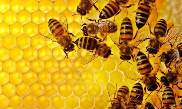 Inauguração: “Casa do Mel” em Viana fortalece a apicultura no município