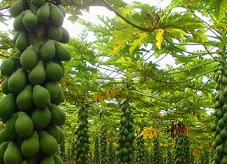 Exportações de mamão são recorde em receita na parcial de 2018