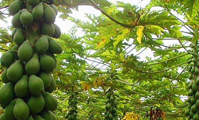 Exportações de mamão são recorde em receita na parcial de 2018