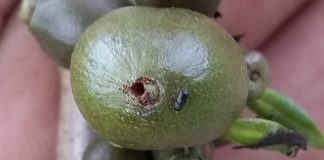 Atenção, produtor: hora de fazer o controle da principal praga dos cafezais