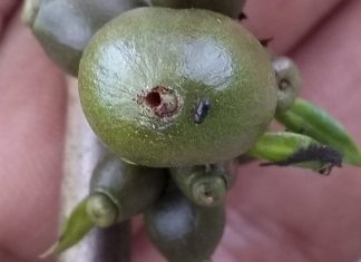 Atenção, produtor: hora de fazer o controle da principal praga dos cafezais